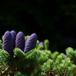 Jedľa kórejská (Abies koreana) - výška 10-15 cm, kont. C2L